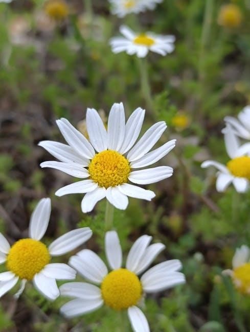 daisy buddy camper badge requirements pdf